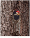 20171106 7618 SERIES - Pileated Woodpecker.jpg