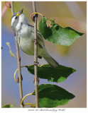 20171107 7881 Black-throated Gray Warbler xxx.jpg