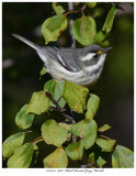 20171115  8098  Black-throated Gray Warbler.jpg