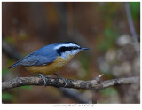 20171103 7059 Red-breasted Nuthatch.jpg