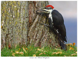 20170917 1693 Pileated Woodpecker.jpg