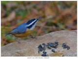 20171103 7041 Red-breasted Nuthatch r1.jpg