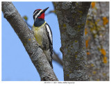 20170517-3 1605 Yellow-bellied Sapsucker r1.jpg