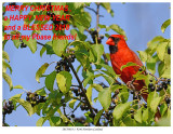 20170818-1 9246 Northern Cardinal, Xmas greeting.jpg