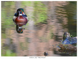 20160525 9042 Wood Duck.jpg