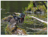 20160525  9961  Wood Duck.jpg