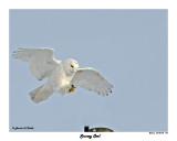 20150106 193 Snowy Owl 1r1.jpg