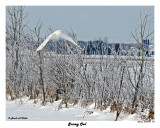 20150106 172 Snowy Owl.jpg