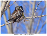 20180217-1a  1726 SERIES -  Northern Hawk Owl.jpg