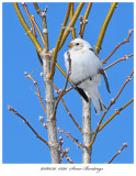 20180320  0290  Snow Buntings.jpg