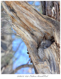 20180322  6741  SERIES - Eastern Screech Owl.jpg