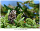 20180529 1319 Claycolored Sparrow.jpg