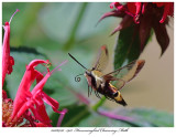 20180720 5912 Hummingbird Clearwing Moth.jpg