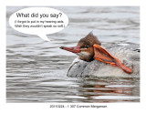 20110224 1 307 Common Merganser.jpg