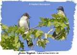 20130716 042 SERIES - Eastern Kingbirds r1.jpg