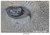 20111123 380 SERIES - White-tailed Deer, SP HPr1.jpg