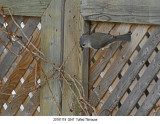 20181119  0247  SERIES - Tufted Titmouse.jpg