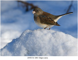 20181212 2343 Oregon Junco.jpg