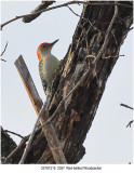 20181215 2357 Red-bellied Woodpecker.jpg
