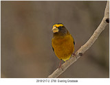 Evening Grosbeak.jpg