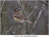 Rosebreasted Grosbeak_f.jpg