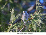 American Tree Sparrow.jpg