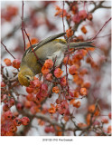 Pine Grosbeak r1.jpg