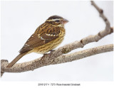 Rosebreasted Grosbeak.jpg