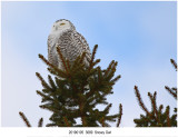 Snowy Owl.jpg