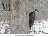 Pileated, Hairy Woodpeckers.jpg