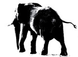 Elephant Bull Etched