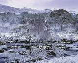 Torridon Pine Grove