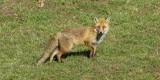 Renards - Füchse - Foxes