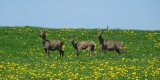 Chevreuils - Rehe - Roe deer