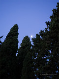160824_060737_0442 Moon Above The Poplars, Tuscany