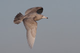 Vittrut - Glaucous Gull  Larus hyperboreus