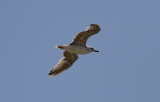 Medelhavstrut Yellow-legged Gull  (Larus michahellis)