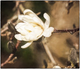 An early blossom