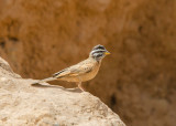 Cinnamon-breasted Rock Bunting