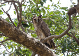 Verreaux´s Eagle Owl