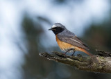 Gekraagde Roodstaart - Common Redstart