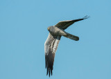 Grauwe Kiekendief - Montagus Harrier