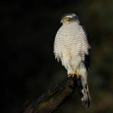 Sperwer - Eurasian Sparrowhawk