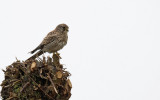 Torenvalk - Common Kestrel