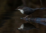 Dipper - Waterspreeuw