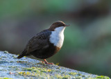 Dipper - Waterspreeuw