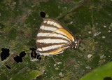 <i>Arawacus aetolus</i> stripestreak