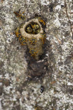 Stingless bee nest