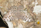 Gray Cracker (<i>Hamadryas februa</i>)