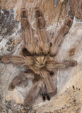 Panama Blonde Tarantula (Psalmopoeus pulcher)